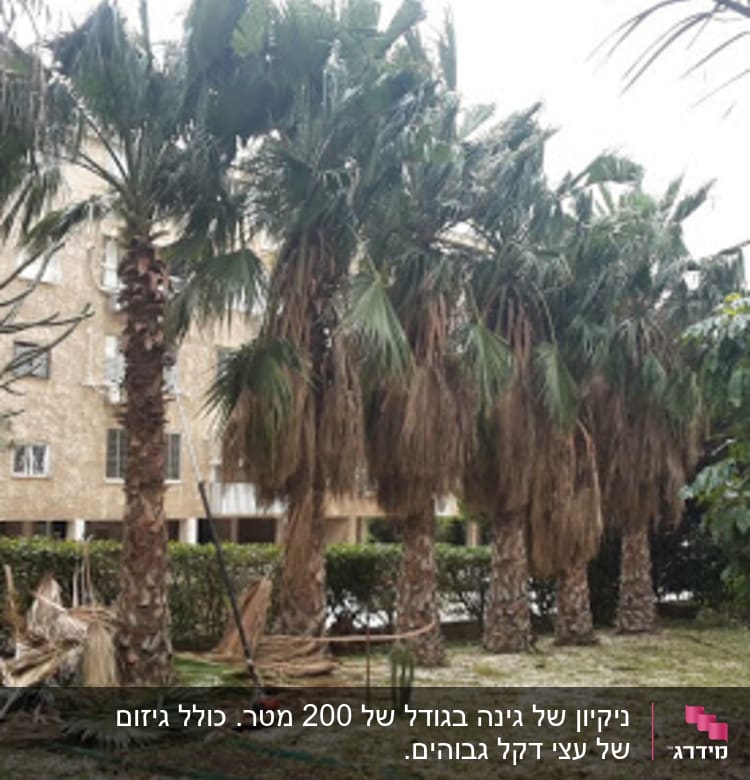 עצים גזומים עם ענפים כרותים על הקרקע